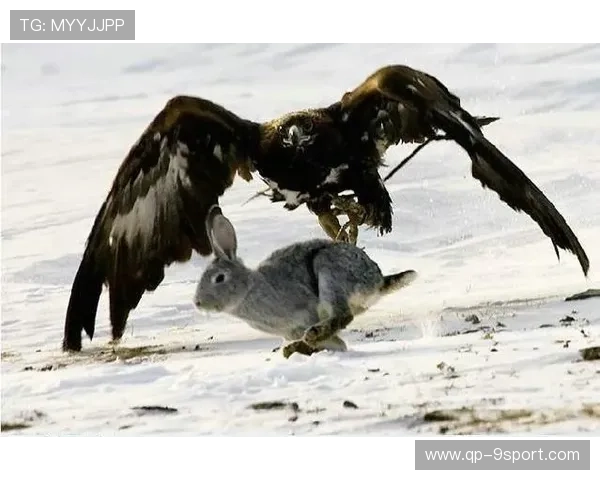 _老鹰快攻犀利，比赛精彩纷呈_，老鹰秒训